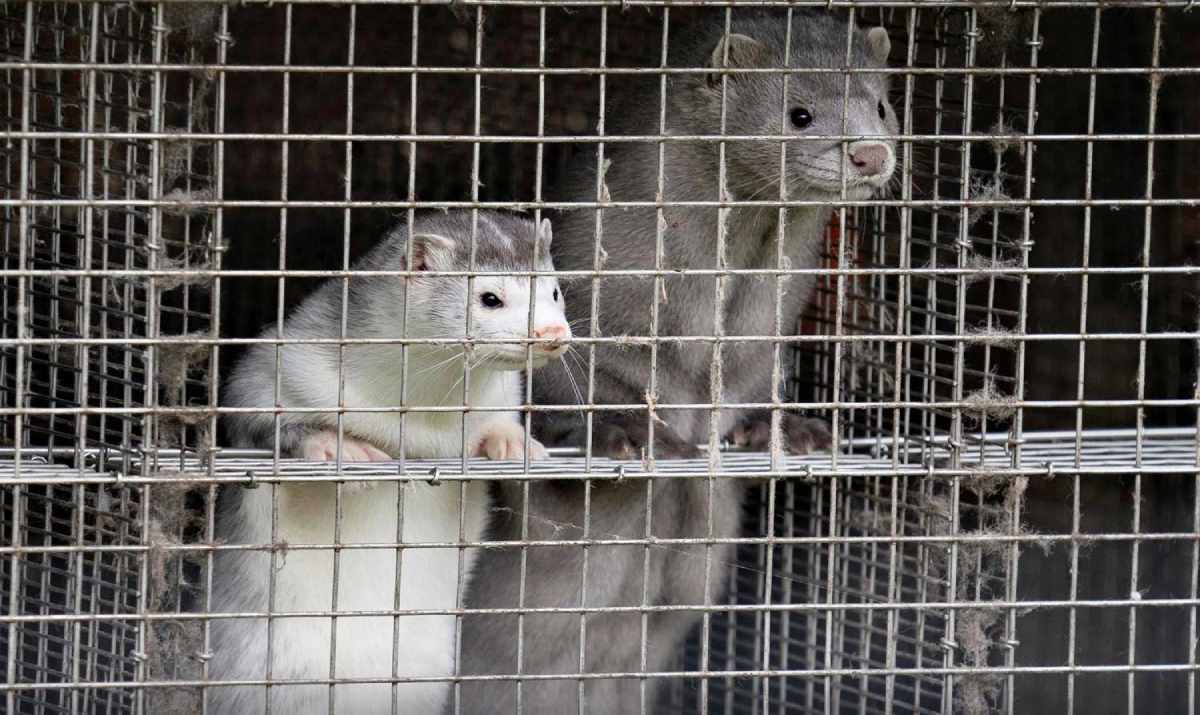 mink dan