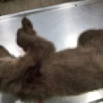 nekro arkoudak 1200x783