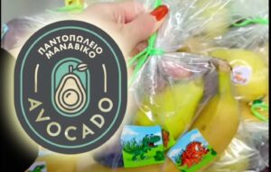 avoc