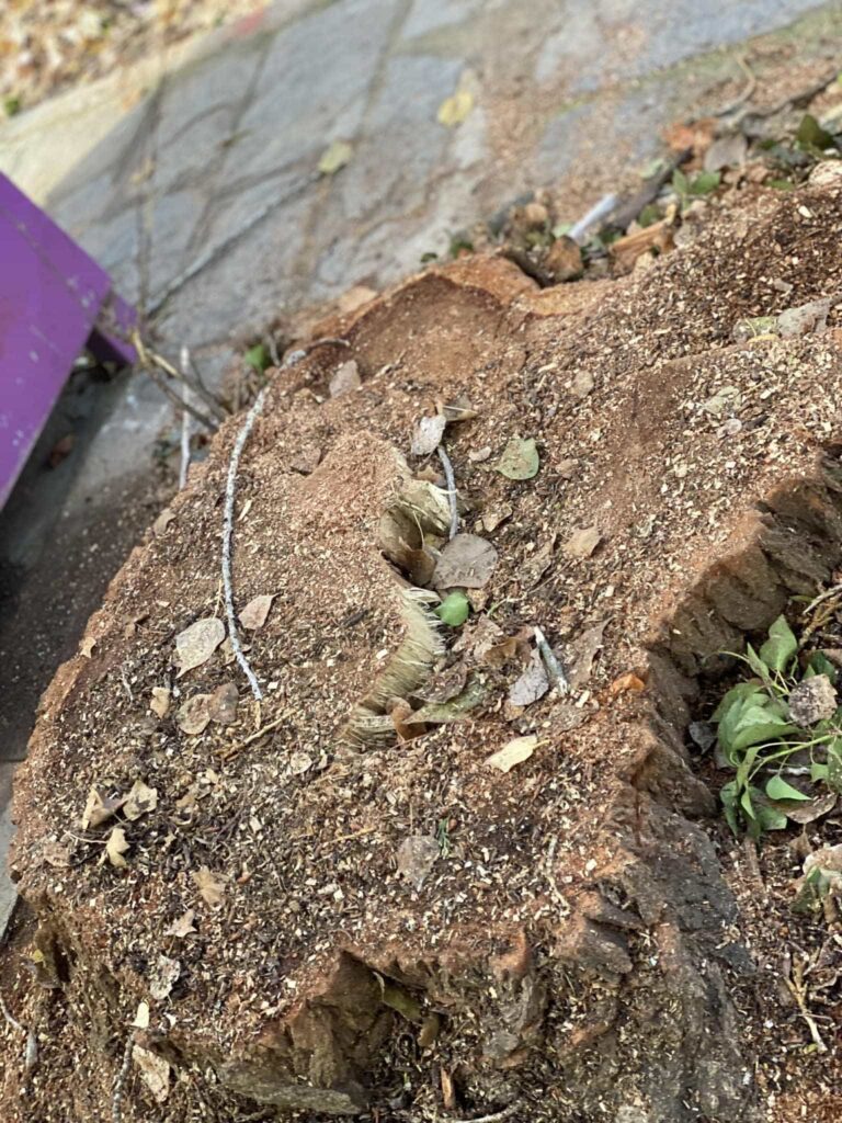 581954594 26093932203540432 5474547084895637212 n