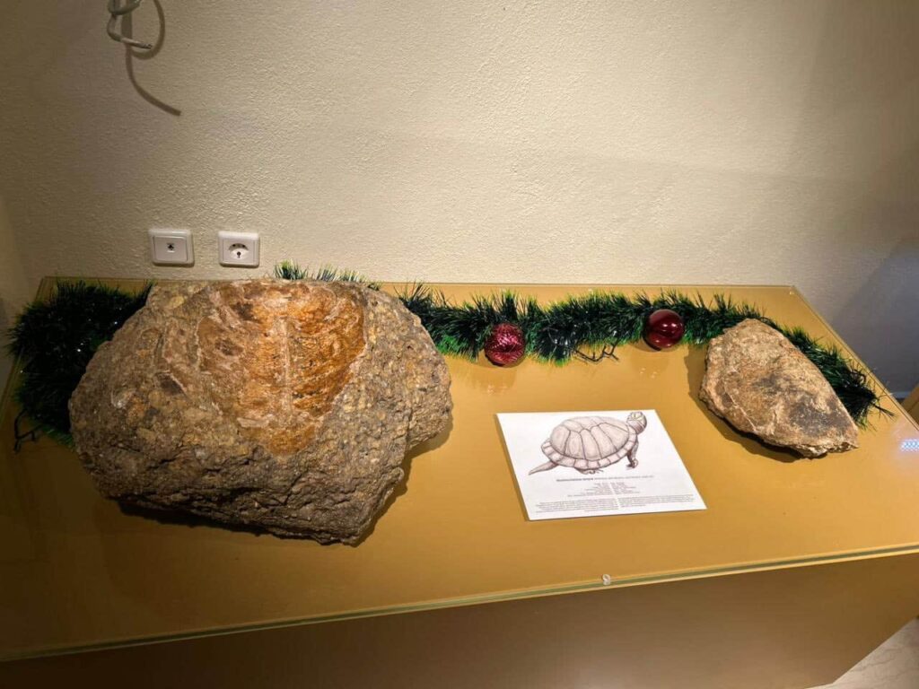 maria antoniou mouseio palaiontologias nostimo kastorias 2