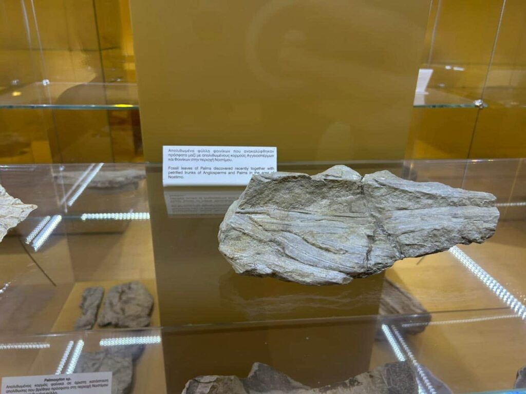 maria antoniou mouseio palaiontologias nostimo kastorias 3