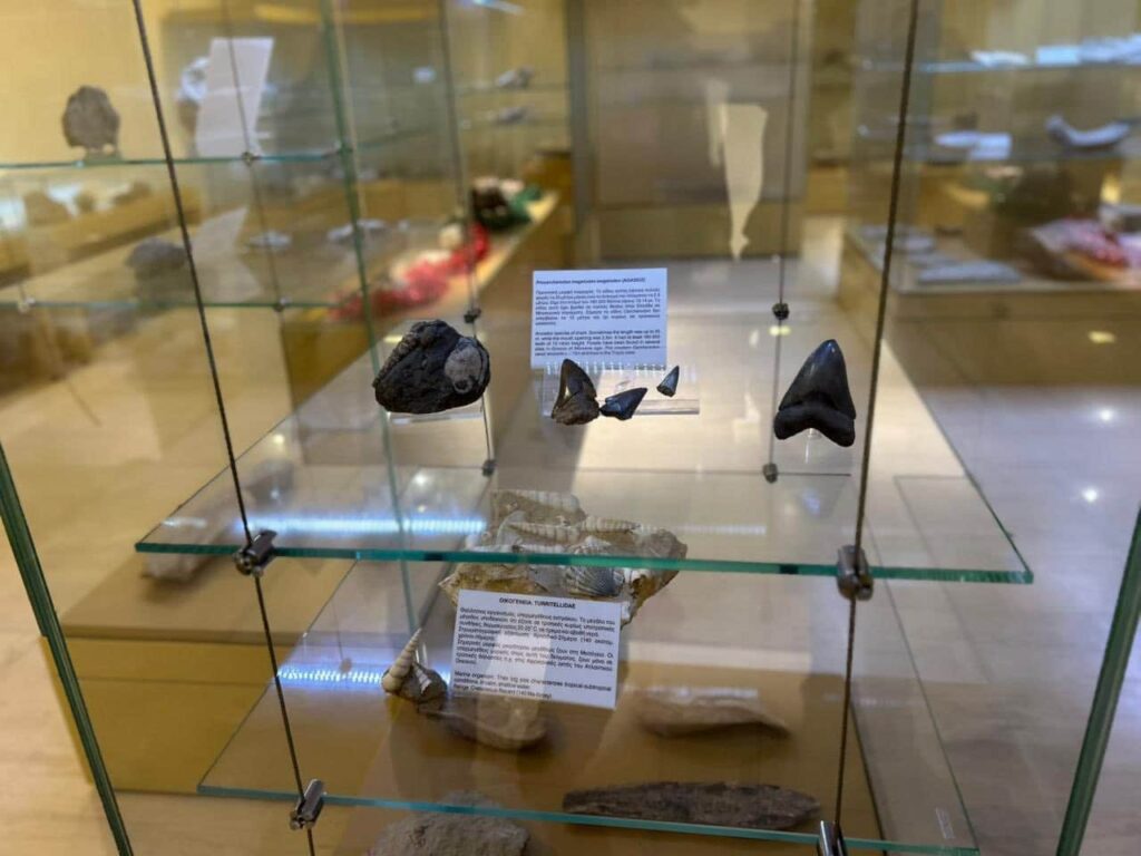 maria antoniou mouseio palaiontologias nostimo kastorias 7