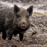 wild boar 7800887 1280