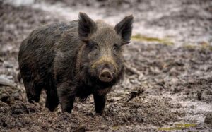 wild boar 7800887 1280