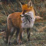 fox