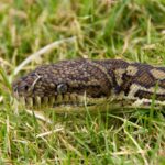 carpet python 1164150 1280