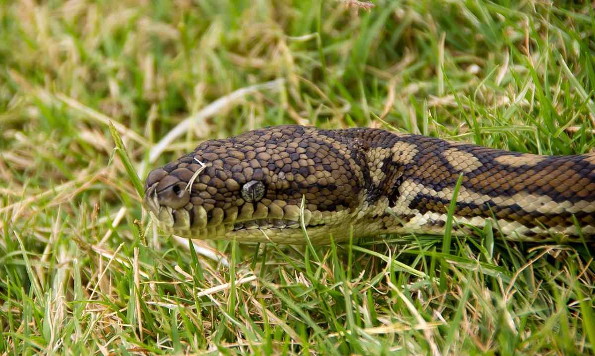 carpet python 1164150 1280