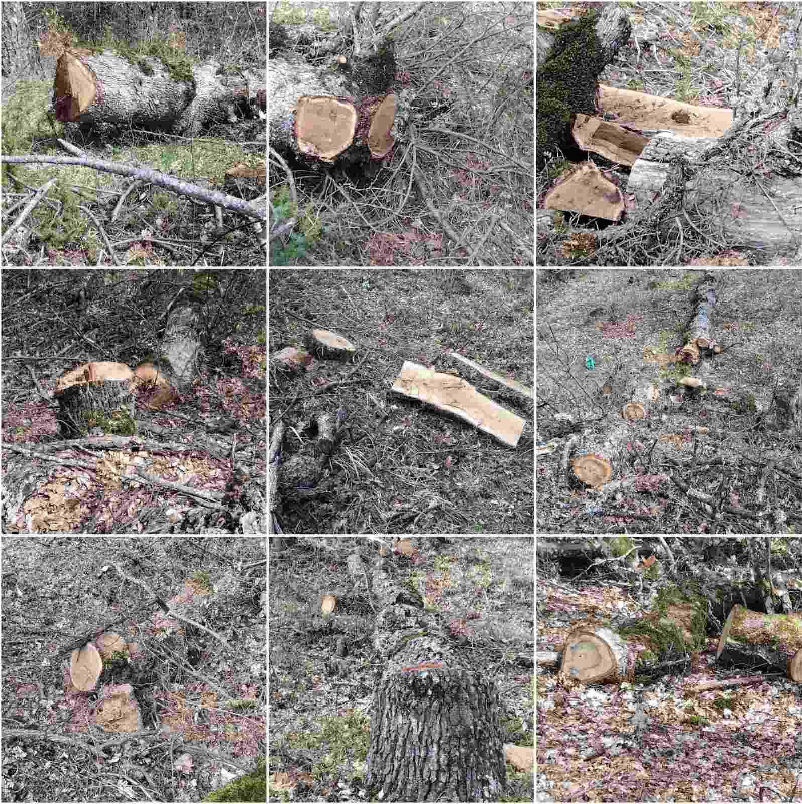 lathroylotomia grammos