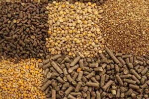 pdm eisagogi zootrofon 2