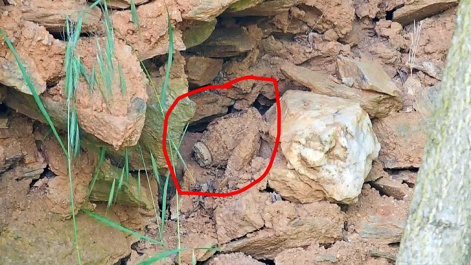 xeirovombida vasileiada
