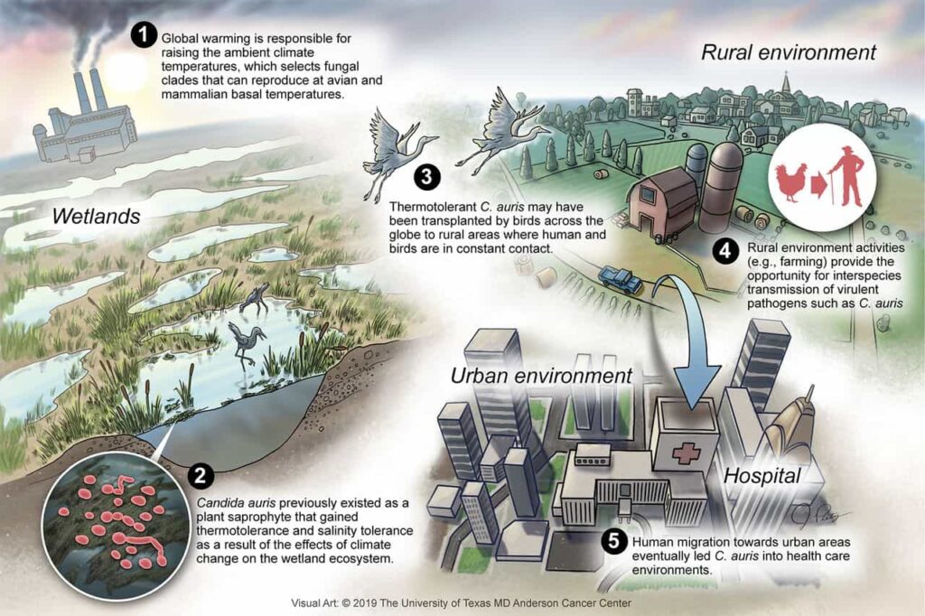 proposed scheme for the emergence of candida auris