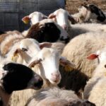 Μετακινήσεις αιγοπροβάτων και αμνοεριφίων για άμεση σφαγή.