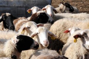 Μετακινήσεις αιγοπροβάτων και αμνοεριφίων για άμεση σφαγή.